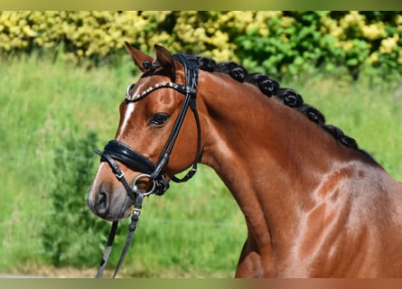 Poni alemán, Caballo castrado, 7 años, 143 cm, Castaño