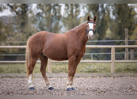 Poni alemán, Caballo castrado, 7 años, 145 cm, Alazán