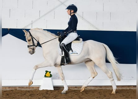 Poni alemán, Caballo castrado, 7 años, 145 cm, Palomino