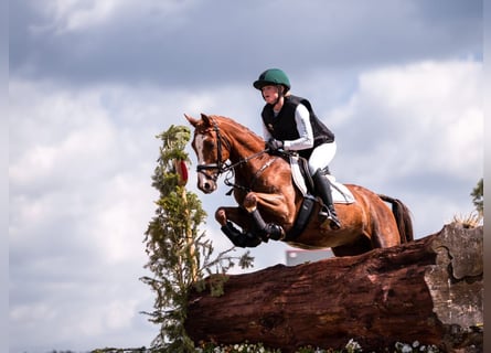 Poni alemán, Caballo castrado, 7 años, 147 cm, Alazán