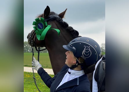 Poni alemán, Caballo castrado, 7 años, 147 cm, Alazán-tostado