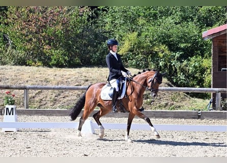Poni alemán, Caballo castrado, 7 años, 147 cm, Castaño