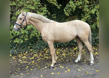 Poni alemán, Caballo castrado, 7 años, 147 cm, Palomino