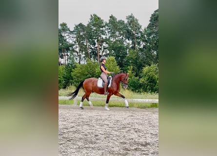 Poni alemán, Caballo castrado, 7 años, 148 cm, Castaño