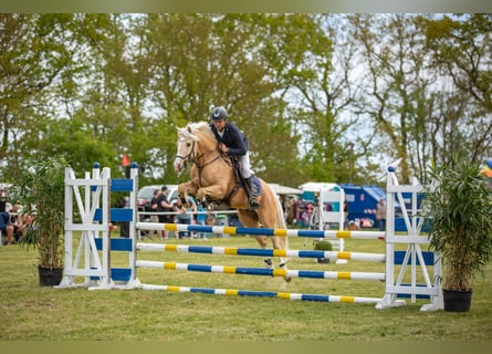 Poni alemán, Caballo castrado, 7 años, 153 cm, Palomino