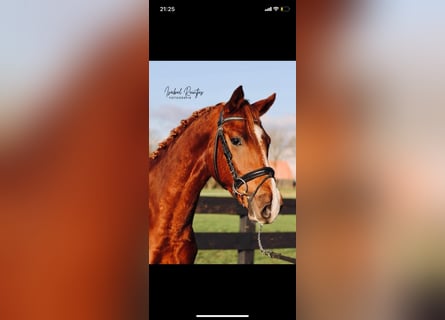 Poni alemán, Caballo castrado, 7 años, 155 cm, Alazán