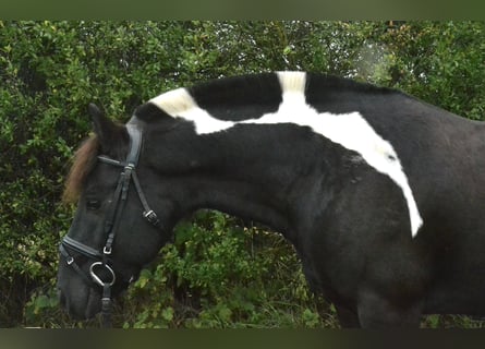 Poni alemán Mestizo, Caballo castrado, 8 años, 132 cm, Pío
