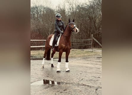 Poni alemán, Caballo castrado, 8 años, 144 cm, Castaño