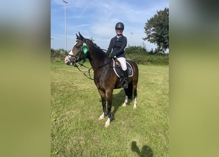 Poni alemán, Caballo castrado, 8 años, 144 cm, Castaño oscuro