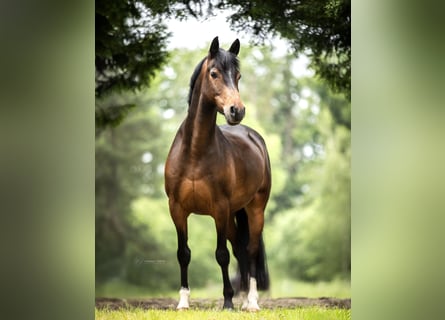 Poni alemán, Caballo castrado, 8 años, 145 cm, Castaño oscuro