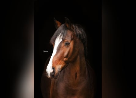 Poni alemán, Caballo castrado, 8 años, 146 cm, Castaño oscuro