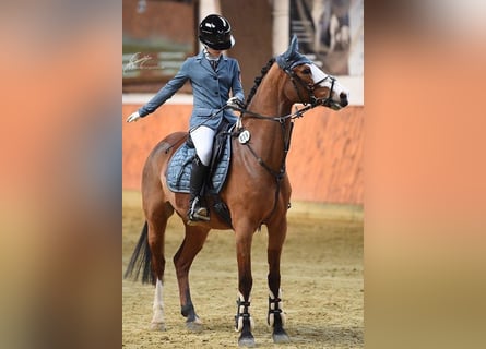 Poni alemán, Caballo castrado, 8 años, 147 cm, Alazán