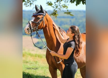 Poni alemán, Caballo castrado, 8 años, 147 cm, Alazán