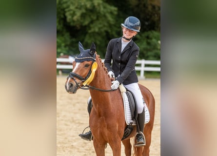 Poni alemán, Caballo castrado, 8 años, 148 cm, Alazán