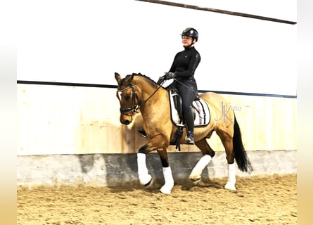 Poni alemán, Caballo castrado, 8 años, 148 cm, Bayo