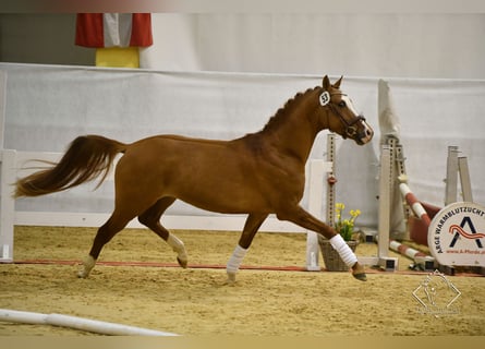 Poni alemán, Caballo castrado, 8 años, 150 cm, Alazán
