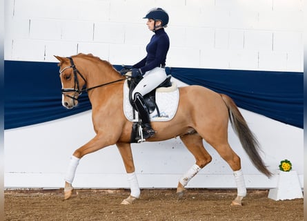 Poni alemán, Caballo castrado, 9 años, 143 cm, Alazán