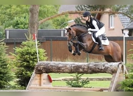 Poni alemán, Caballo castrado, 9 años, 147 cm, Castaño oscuro