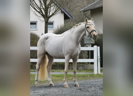 Poni alemán, Caballo castrado, 9 años, 148 cm, Palomino