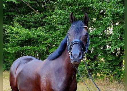 Poni alemán, Caballo castrado, 9 años, 154 cm, Negro