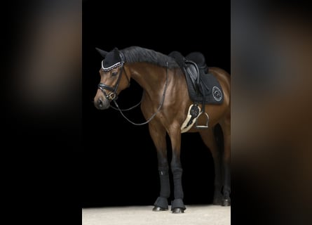 Poni alemán, Caballo castrado, 9 años, Castaño