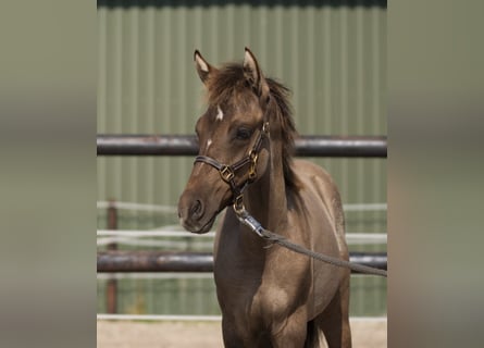 Poni alemán, Caballo castrado, Potro (05/2024), Buckskin/Bayo