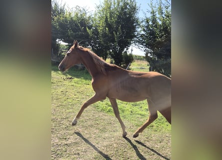 Poni alemán, Semental, 1 año, 146 cm, Alazán