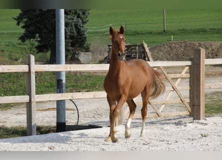 Poni alemán, Semental, 1 año, 148 cm, Alazán