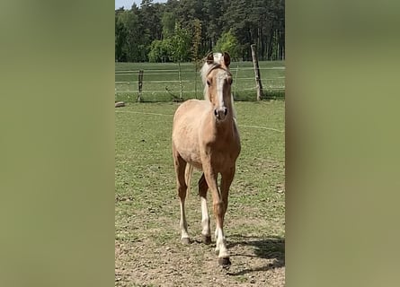 Poni alemán, Semental, 1 año, 148 cm