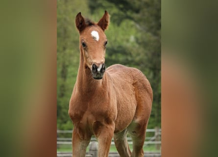 Poni alemán, Semental, 1 año, 148 cm, Castaño