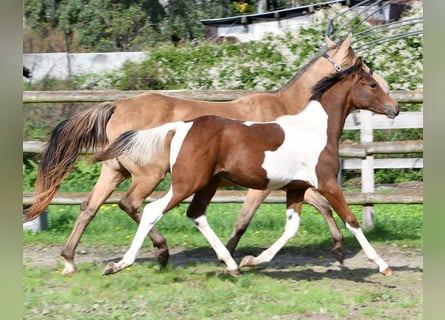 Poni alemán, Semental, 1 año, 148 cm, Tobiano-todas las-capas