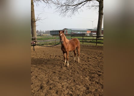 Poni alemán, Semental, 1 año, Alazán-tostado