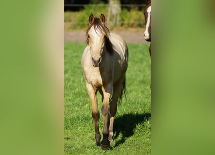 Poni alemán, Semental, 1 año, Bayo