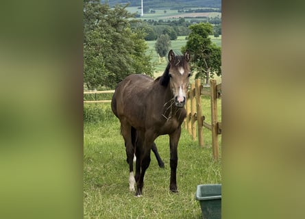 Poni alemán, Semental, 1 año, Buckskin/Bayo