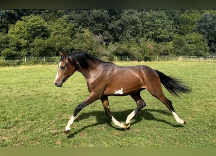 Poni alemán, Semental, 1 año, Castaño