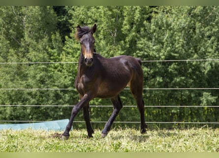 Poni alemán Mestizo, Semental, 1 año, Castaño oscuro