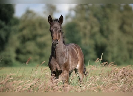 Poni alemán, Semental, 1 año, Negro