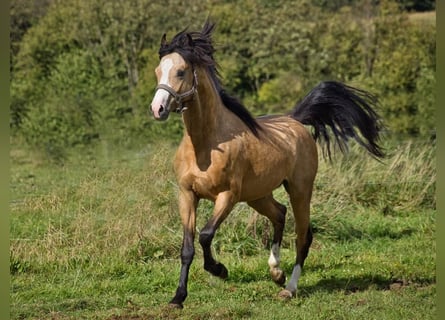 Poni alemán, Semental, 2 años, 130 cm, Bayo