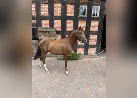 Poni alemán, Semental, 2 años, 143 cm, Alazán-tostado