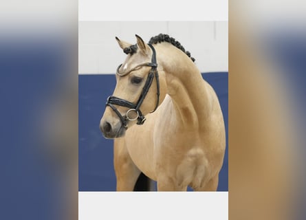 Poni alemán, Semental, 2 años, 143 cm, Bayo