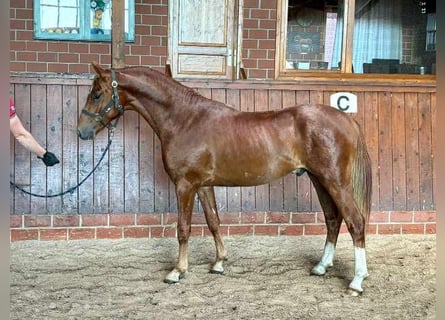 Poni alemán, Semental, 2 años, 145 cm, Alazán