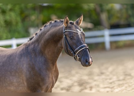 Poni alemán, Semental, 2 años, 145 cm, Grullo