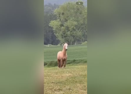 Poni alemán, Semental, 2 años, 145 cm, Palomino