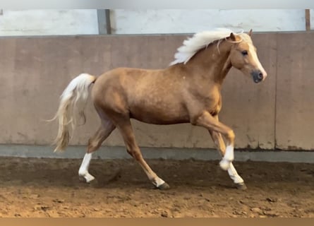 Poni alemán, Semental, 2 años, 145 cm, Palomino