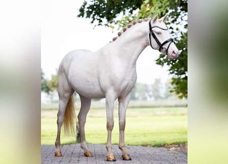 Poni alemán, Semental, 2 años, 145 cm, Perlino
