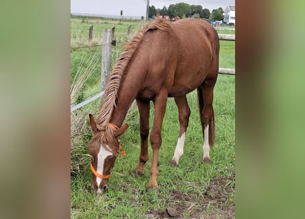 Poni alemán, Semental, 2 años, 145 cm, Ruano alazán