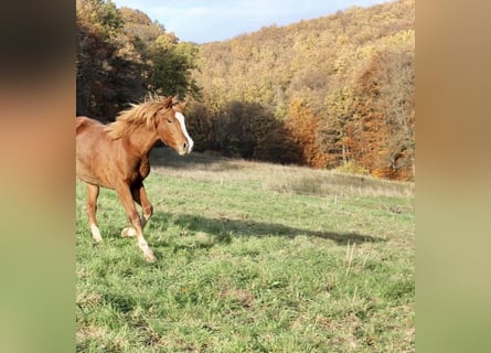 Poni alemán, Semental, 2 años, 146 cm, Alazán