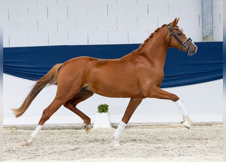 Poni alemán, Semental, 2 años, 146 cm, Alazán