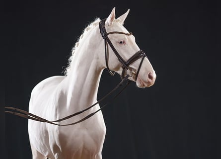 Poni alemán, Semental, 2 años, 146 cm, Cremello