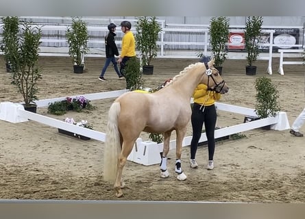 Poni alemán, Semental, 2 años, 146 cm, Palomino